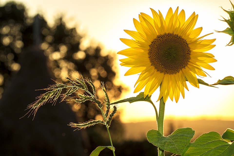 Cómo ayuda la energía solar en la agricultura